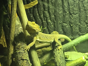 bartagame zu verkaufen 
