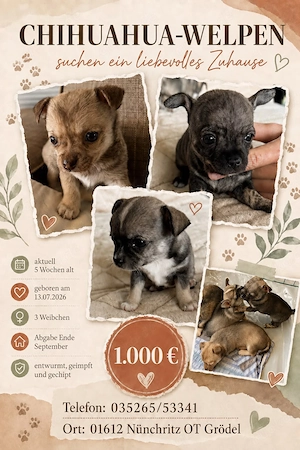 Chihuahua-Welpen 