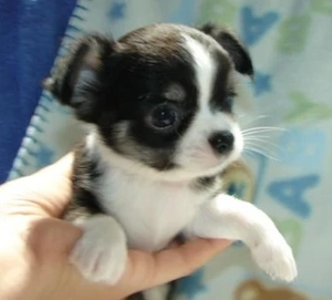 Dringend: Süßes Chihuahua-Mädchen (12 Wochen) sucht Traumzuhause