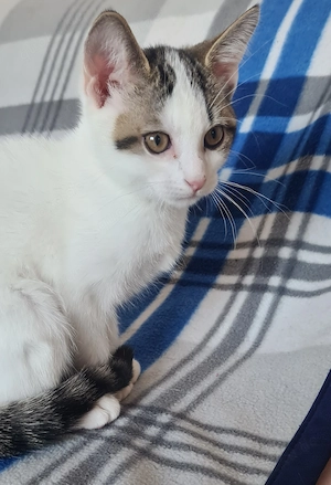 Katzen Babys liebe volle Hände abgeben