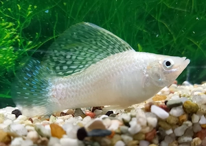 Silbermolly Lyra
