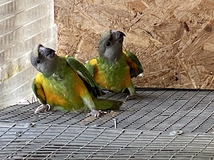 Nestjunge Mohrenkopfpapagei 