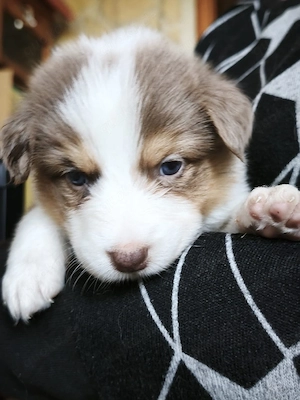 Traumhafte Australian Shepherd Welpen!! Rüden und Hündinnen! 