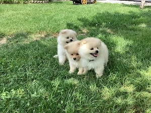 Zwergspitz-Welpen (Pomeranian)
