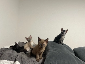 Katzen zu verkaufen Bild 8