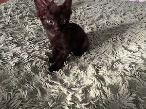Katzen zu verkaufen Bild 9