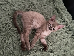 Katzen zu verkaufen Bild 7