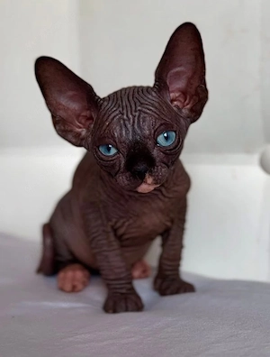 Hübsches schwarzes Sphynx-Kätzchen mit blauen Augen