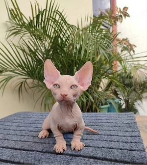 Entzückendes 12 Wochen altes männliches Bambino-Sphynx-Kätzchen