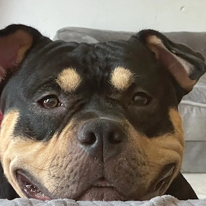deckrüde ( golden) american bully mit abkc