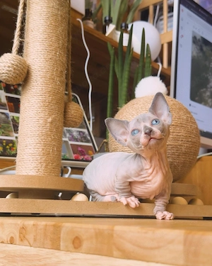 Wunderschönes 11 Wochen altes weibliches Sphynx-Kätzchen   Blau-Zweifarbig