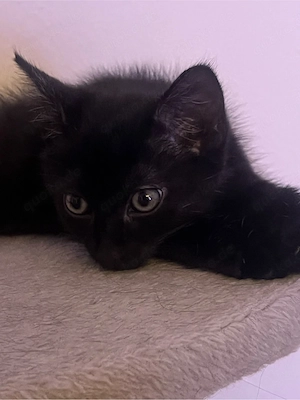 sibirischer mix sucht ein liebesvolles zuhause 