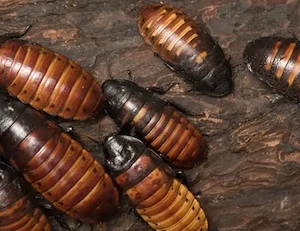 Gromphadorhina portentosa  Madagaskar Fauchschaben Zuchtgruppe