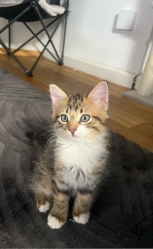 süße katze sucht ein liebesvolles zuhause 