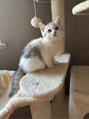 BKH Kitten 