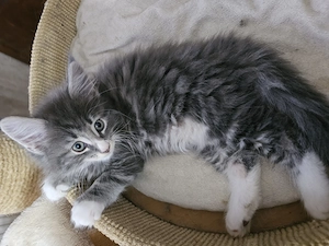 Unsere wunderschönen, reinrassigen Maine Coon Kitten warten auf ihr zu Hause für immer.