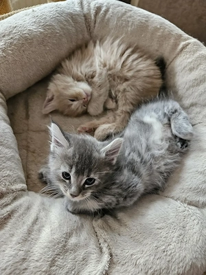 Unsere wunderschönen, reinrassigen Maine Coon Kitten warten auf ihr zu Hause für immer.