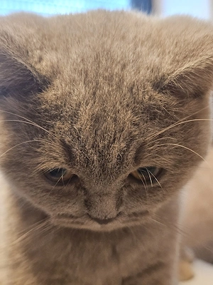 Bkh Kitten weiblich abgabebereit