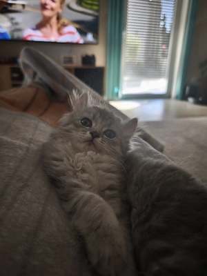  BKH Mix Kitten 