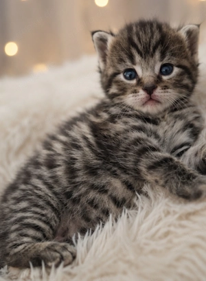 Tigerkater   Kitten  Katzenbaby