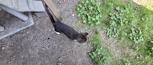 katzen kitten
