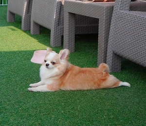 Entzückende Chihuahua-Hündin sucht liebevolles neues Zuhause