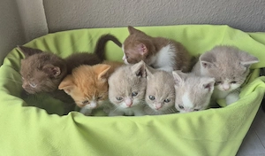 7 BKH Kitten in seltenen Farben - Lilac, Cinnamon, Chocolate - ab 12 Wochen