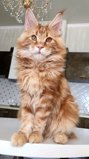 Gesunde, gechippte Maine-Coon-Kätzchen
