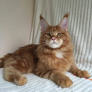 Kastrierte reinrassige Maine-Coon-Kätzchen