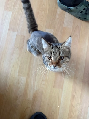 junger kater