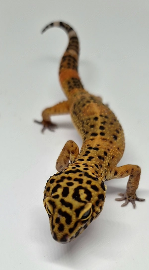 Black Night Mandarin Leopardgecko  Bild 5