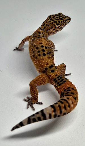 Black Night Mandarin Leopardgecko 