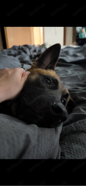  Belgische Malinois