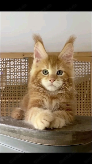 Freundliche Maine-Coon-Kätzchen (männlich und weiblich)