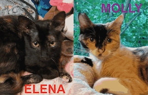 Molly & Elena suchen gemeinsam ein neues Zuhause (Wohnungshaltung)