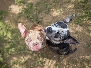 xl american bully 