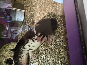 Axolotl Jungtier Wildling  Bild 5