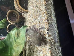 Axolotl Jungtier Wildling  Bild 2