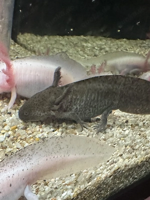 Axolotl Jungtier Wildling  Bild 3