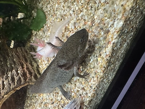 Axolotl Jungtier Wildling  Bild 4
