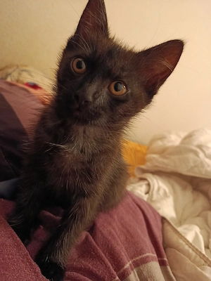 sehr liebevolles Kitten 