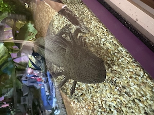 Axolotl Jungtier Wildling  Bild 6