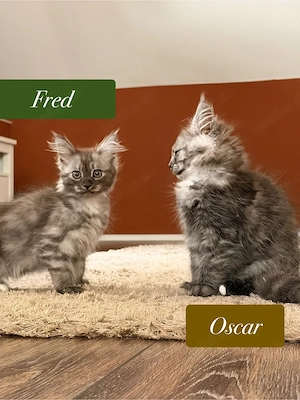 Main Coon kitten