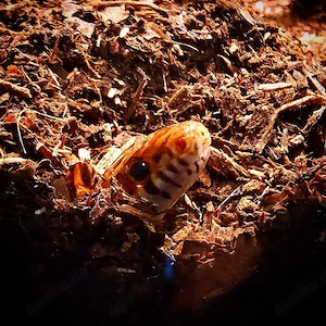 Für Aquaristik und Terraristik interessierte