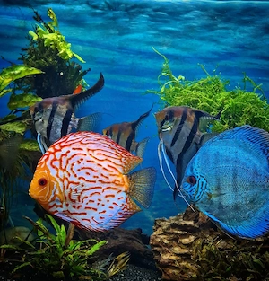 Für Aquaristik und Terraristik interessierte Bild 2