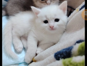 Weiße Katze mit blauer russischer Mutter