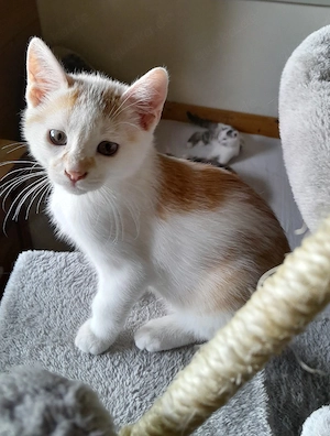 Waldkatzenmix weiß-rotes Katerchen Kitten abgabebereit