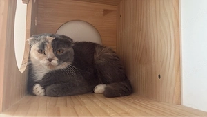 BKH Katzen 