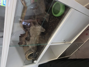 Königspython mit Terrarium- Unterschrank  abzugeben mit Kaufbescheinigung
