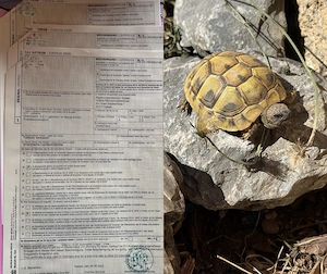 Griechische Landschildkröten NZ 2025